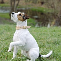 Obojek pro psy - Small dog