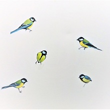 Titmice