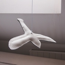 Agapornis Luis